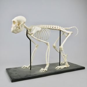 Rhesus monkey skeleton