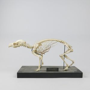 Hyrax skeleton