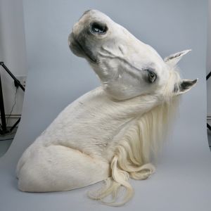 Horse 1 (white)