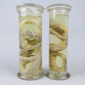 Pickled Sea snake & Constrictor