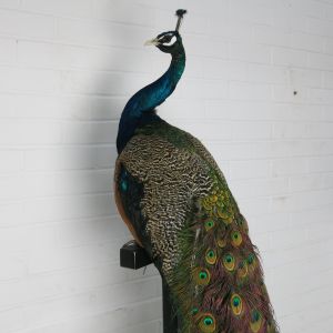 Blue peacock C