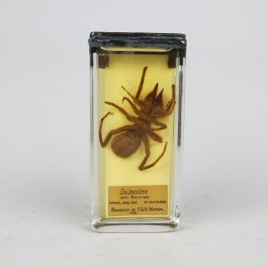 Pickled Sun spider (Galeodes)