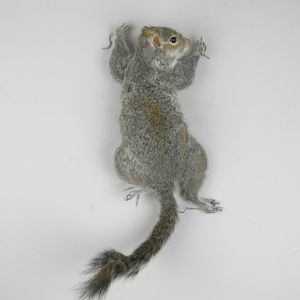 Grey Squirrel 6