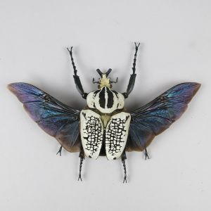 Goliath Beetle (wings open)