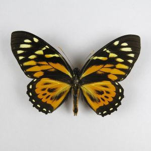 Papilio Zagreus