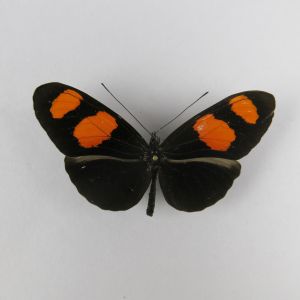 Butterfly ? ref.6