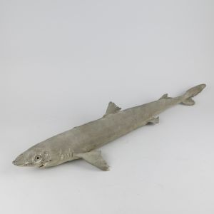 Blue shark (prionace glauca)