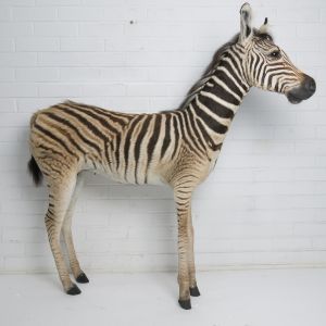 Baby Zebra 1