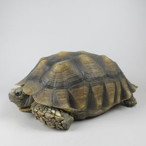 Sulcarta Tortoise