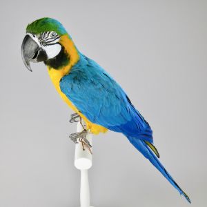 Blue & Gold Macaw 1