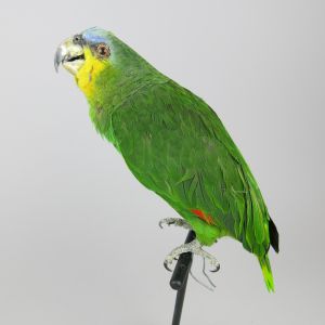Amazon Green Parrot 2