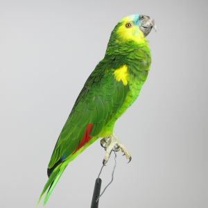 Amazon Green Parrot 1