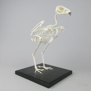 Buzzard skeleton