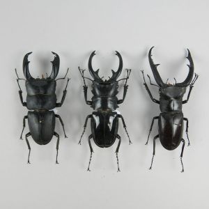 Odontolabis dalmanni (stag beetles)
