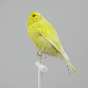 Canary 2