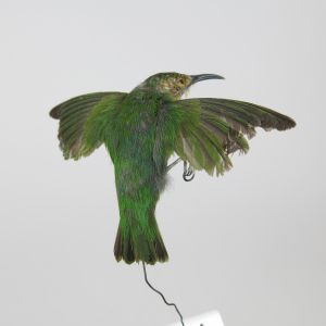Humming bird in flight