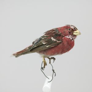 Mexican Rose Finch