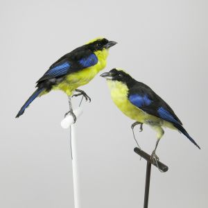 Blue Winged Mountain Tanager x 2
