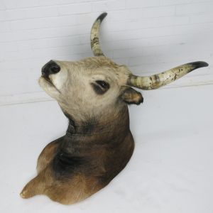 Cow head with horns