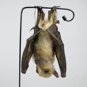 Egyptian Fruit Bat 1