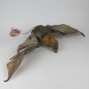 Indian Fruit Bat 5