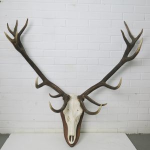 Stag Antlers (D)