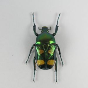 Beetle ref 4