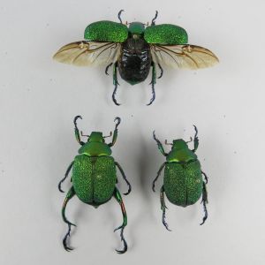 Beetles ref 3 (m&f)