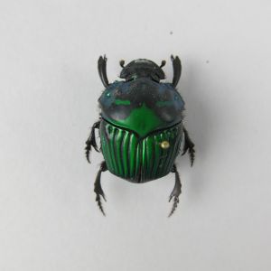 Beetle ref 11