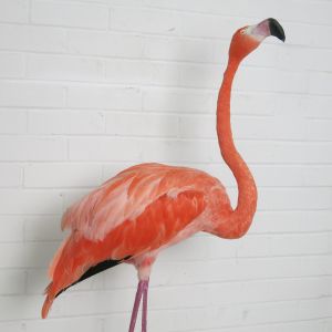 Flamingo 1 (Greater)