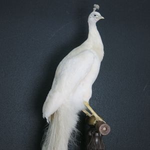 White Peacock 1