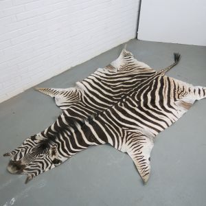 Zebra skin 1
