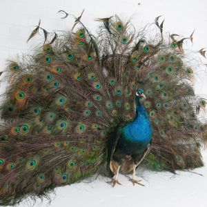 Blue Peacock, displaying