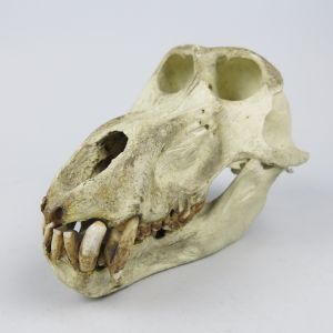 Baboon skull