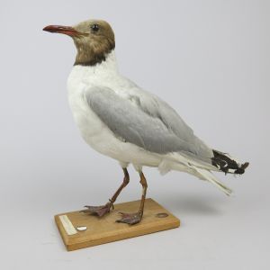 Black-headed gull vintage 2