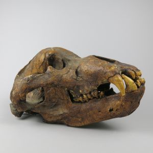 Prehistoric Cave Bear skull