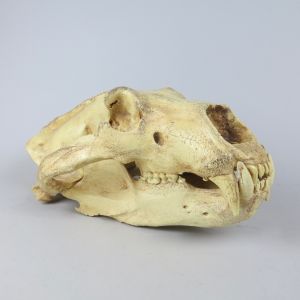 Polar Bear skull