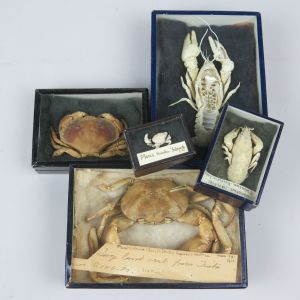 Museum boxed Crabs / Lobsters