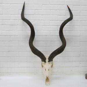 Kudu skull & horns