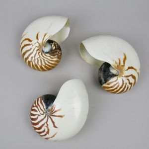 Nautilus shells / natural tiger stripe
