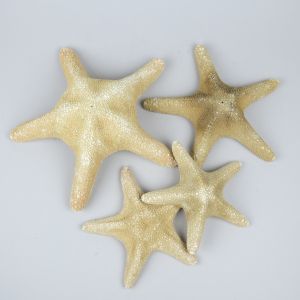 Starfish (B)