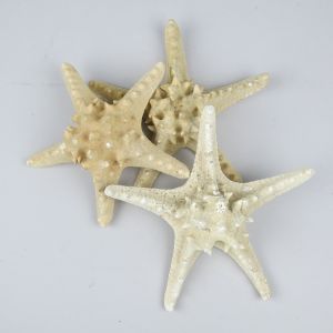 Starfish (C)