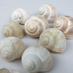 Large Snail shells