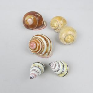 Snail shells 2