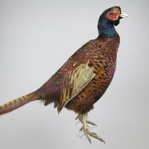 Pheasant 3