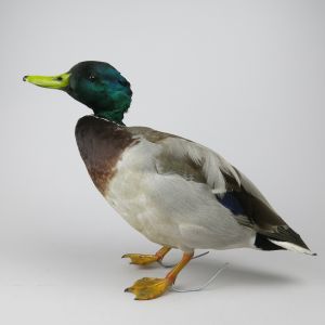 Mallard Duck 1