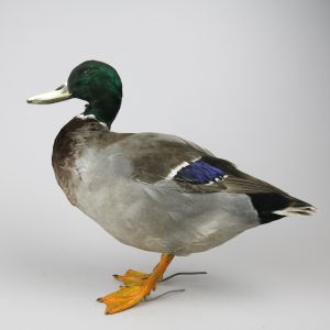 Mallard duck 2