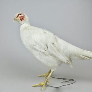 White Pheasant 1