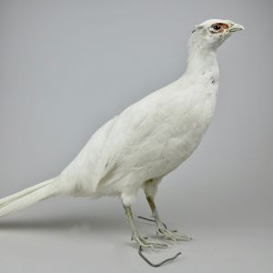 White Pheasant 2