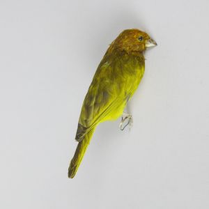 Canary 1